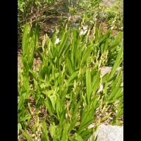 Bletilla Striata (fam. Orchidacees) (Chine) (1)